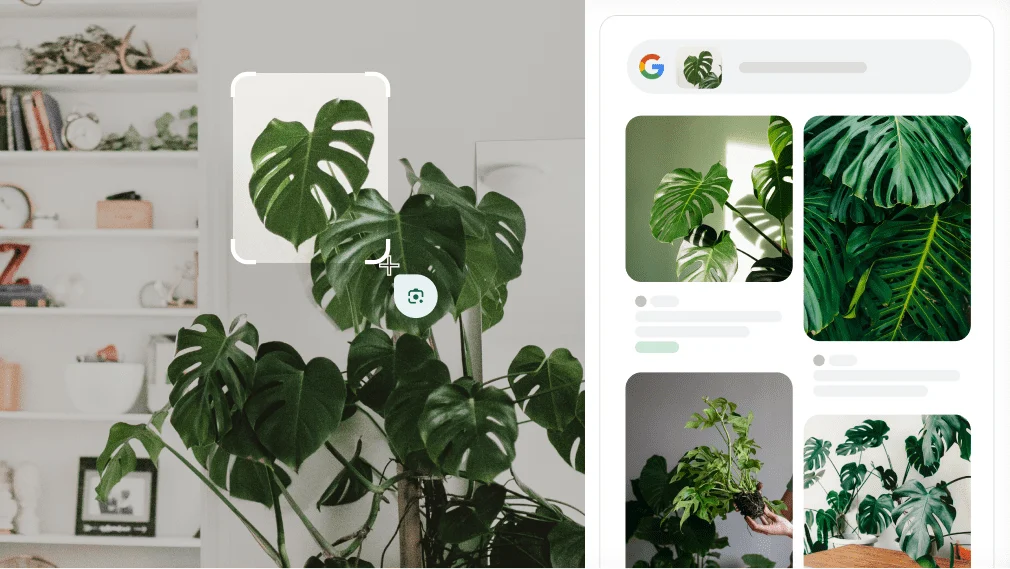 Google Lens wordt gebruikt om een gatenplant te herkennen.